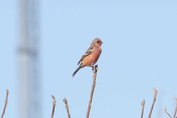 Sat, 2/3/2024 Birding report at 宮田用水(蘇南公園前・江南市)