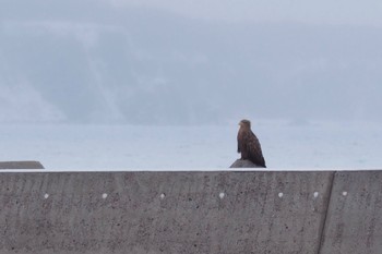 Fri, 2/2/2024 Birding report at 網走川河口