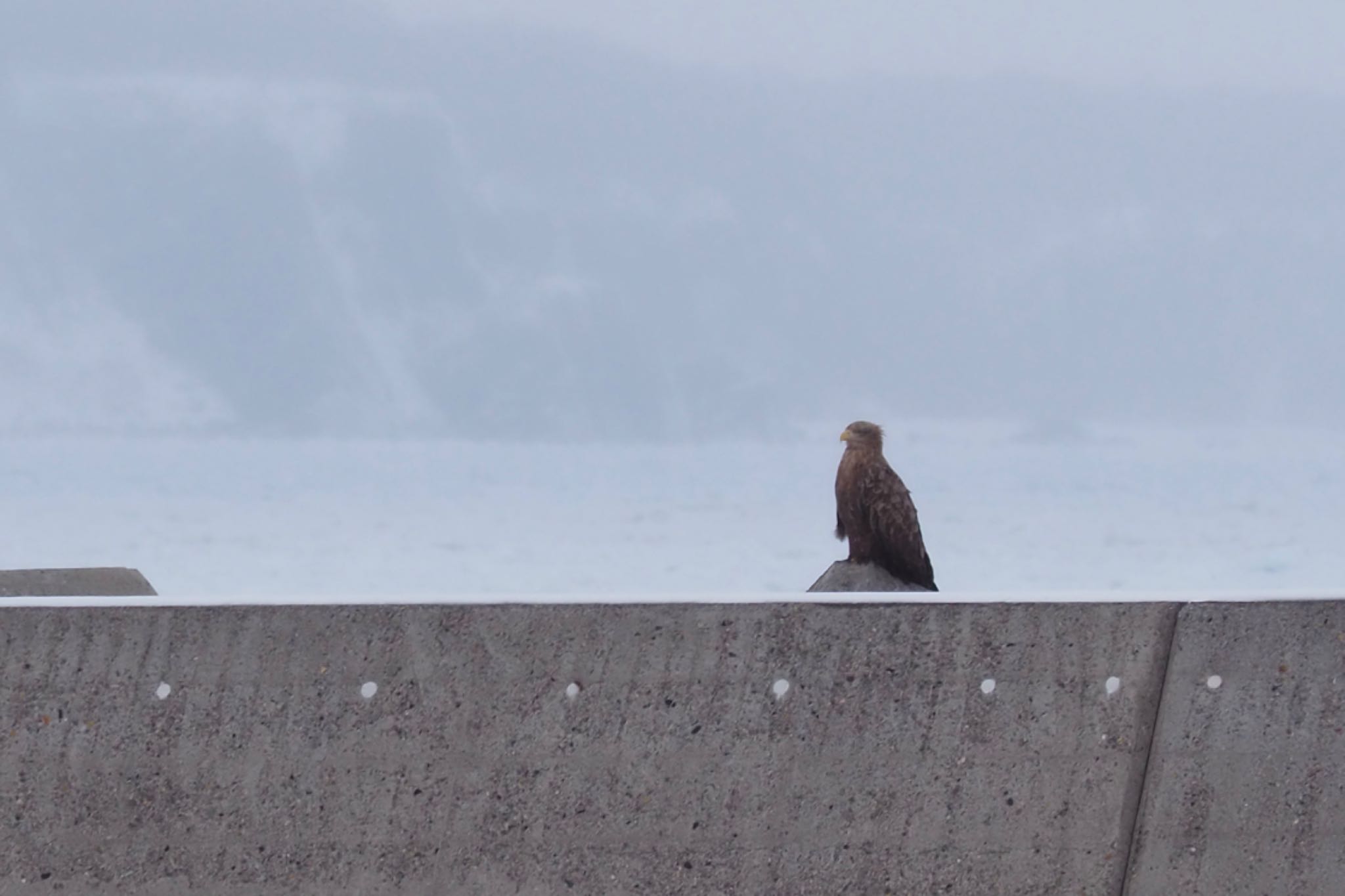 White-tailed Eagle