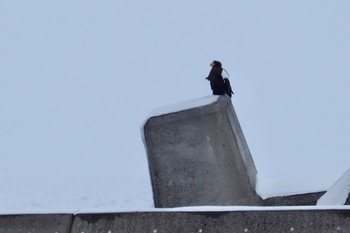 Steller's Sea Eagle 網走川河口 Fri, 2/2/2024