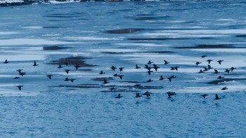 シノリガモ 網走川河口 2024年2月2日(金)