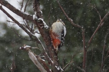 Great Spotted Woodpecker 網走川河口 Fri, 2/2/2024