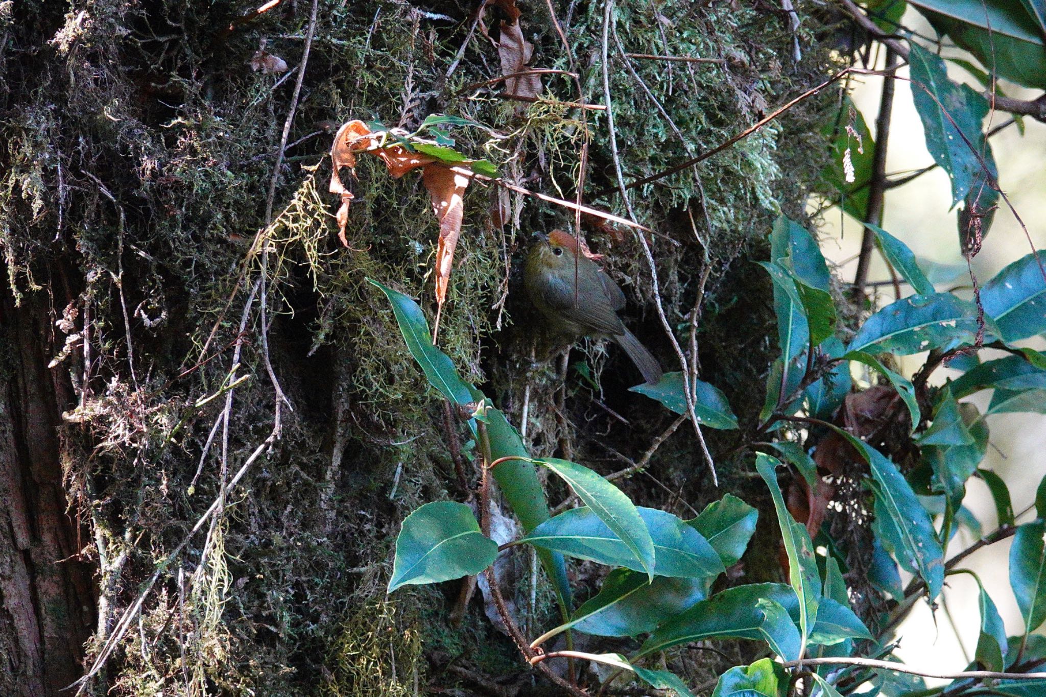 Photo of Rufous-capped Babbler at 阿里山国家森林遊楽区 by のどか