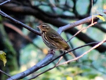 2023年11月22日(水) 権現山(弘法山公園)の野鳥観察記録