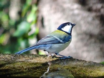 シジュウカラ 権現山(弘法山公園) 2023年11月22日(水)