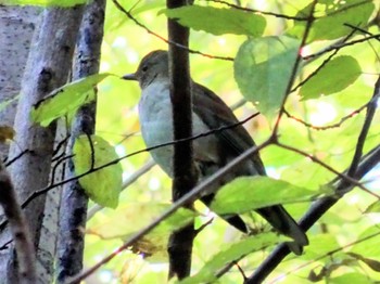 シロハラ 権現山(弘法山公園) 2023年11月22日(水)