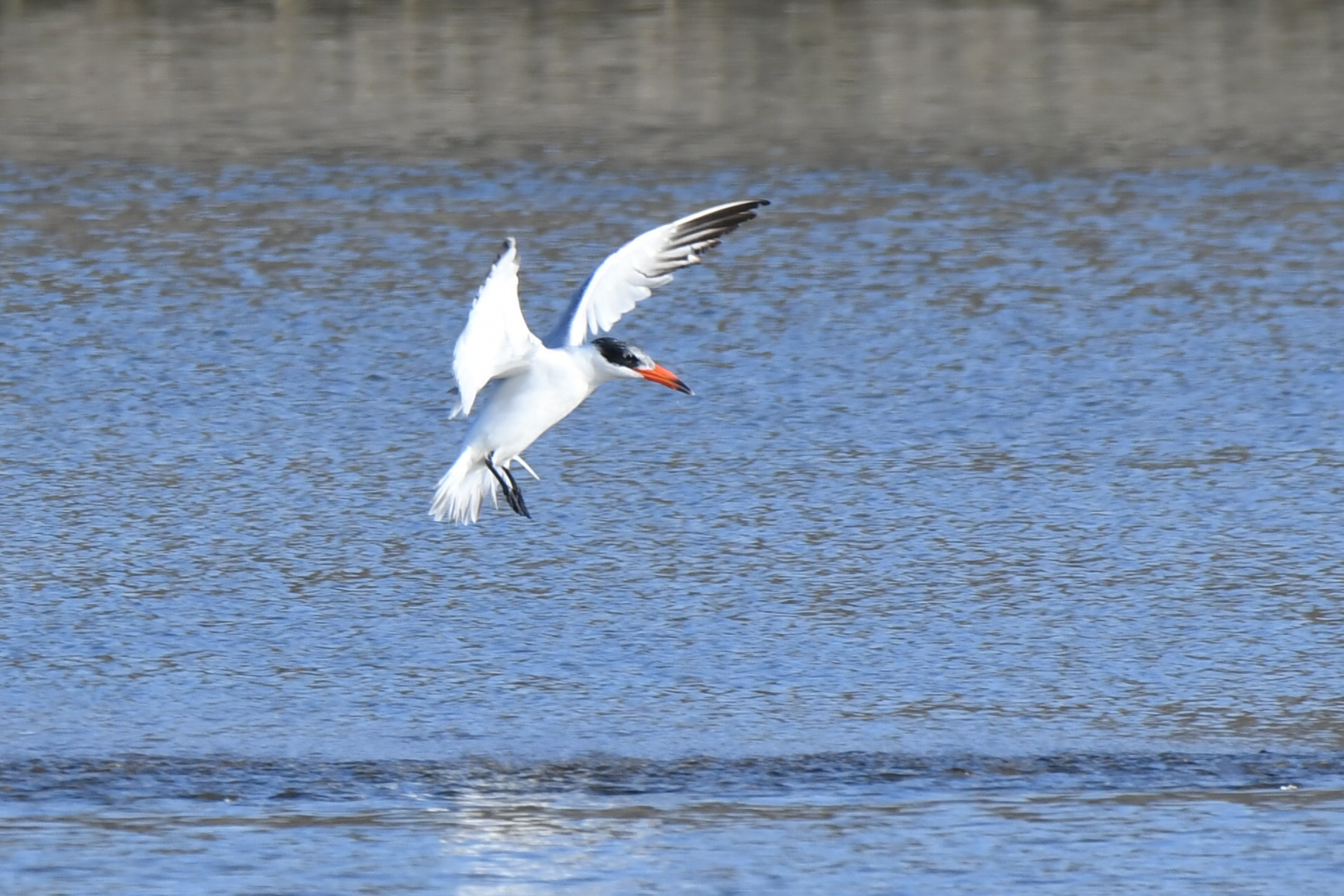 Photo of Caspian Tern at  by 倶利伽羅