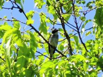 Ryukyu Minivet 宮ケ瀬湖 Tue, 5/2/2023