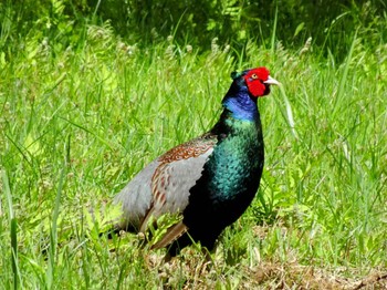 2023年5月2日(火) 宮ケ瀬湖の野鳥観察記録