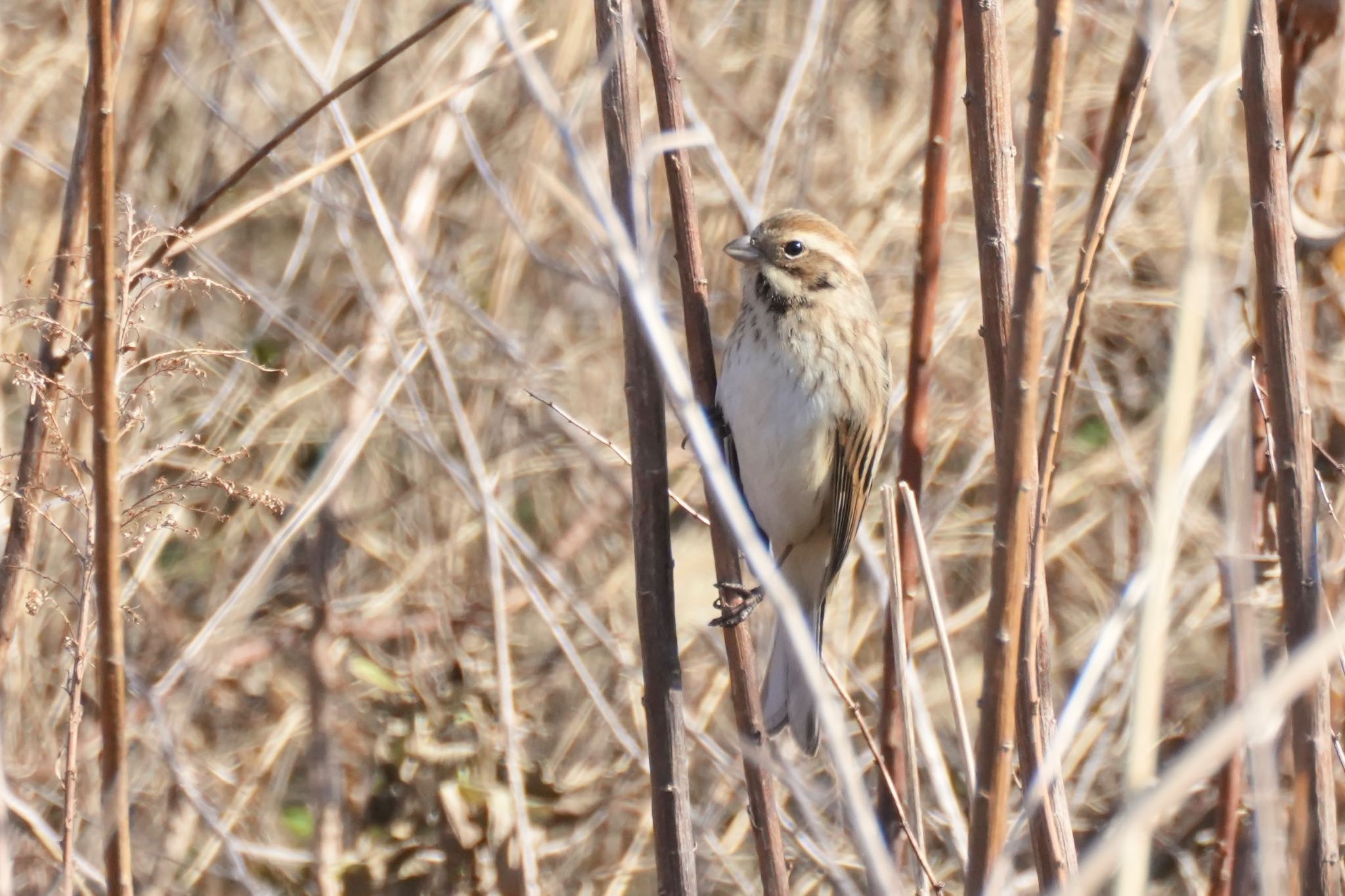 Common Reed Bunting