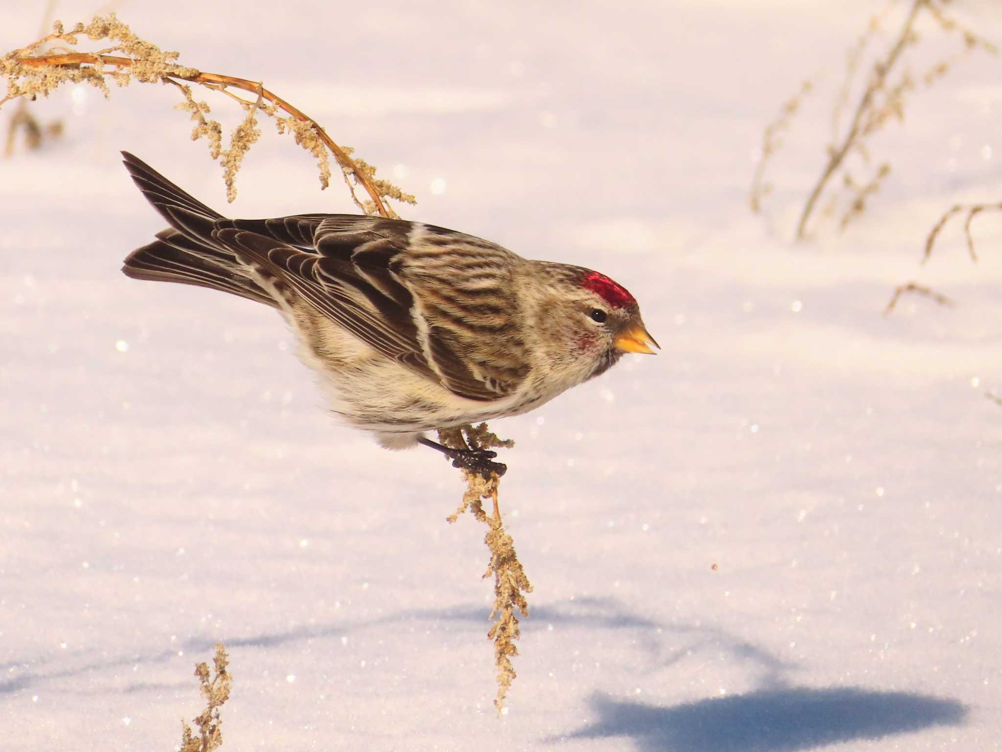 Common Redpoll