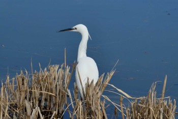 Little Egret Ukima Park Sun, 1/28/2024