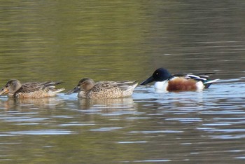 Northern Shoveler Ukima Park Sun, 1/28/2024