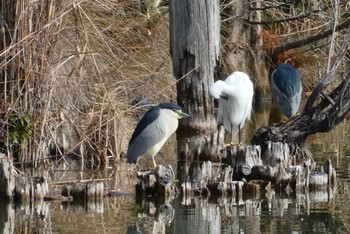 Black-crowned Night Heron Ukima Park Sun, 1/28/2024