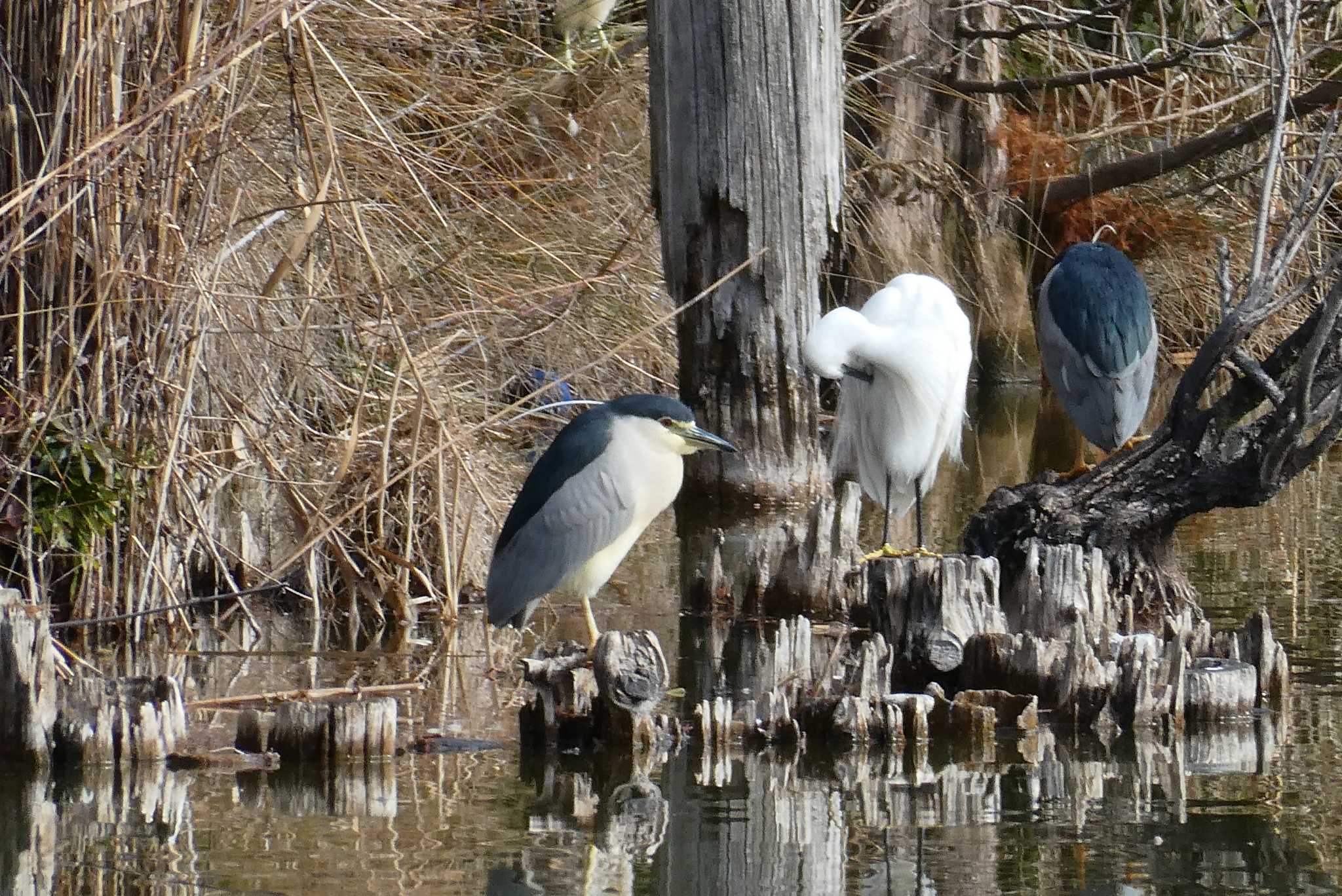 Black-crowned Night Heron