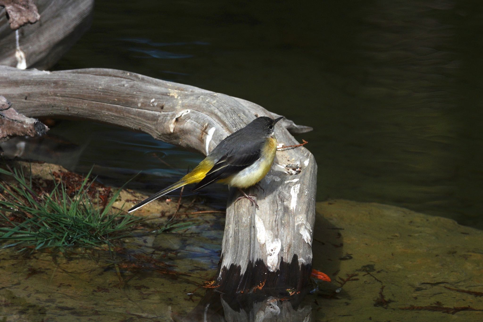 Grey Wagtail