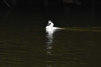 Fri, 2/2/2024 Birding report at 坂田ヶ池総合公園