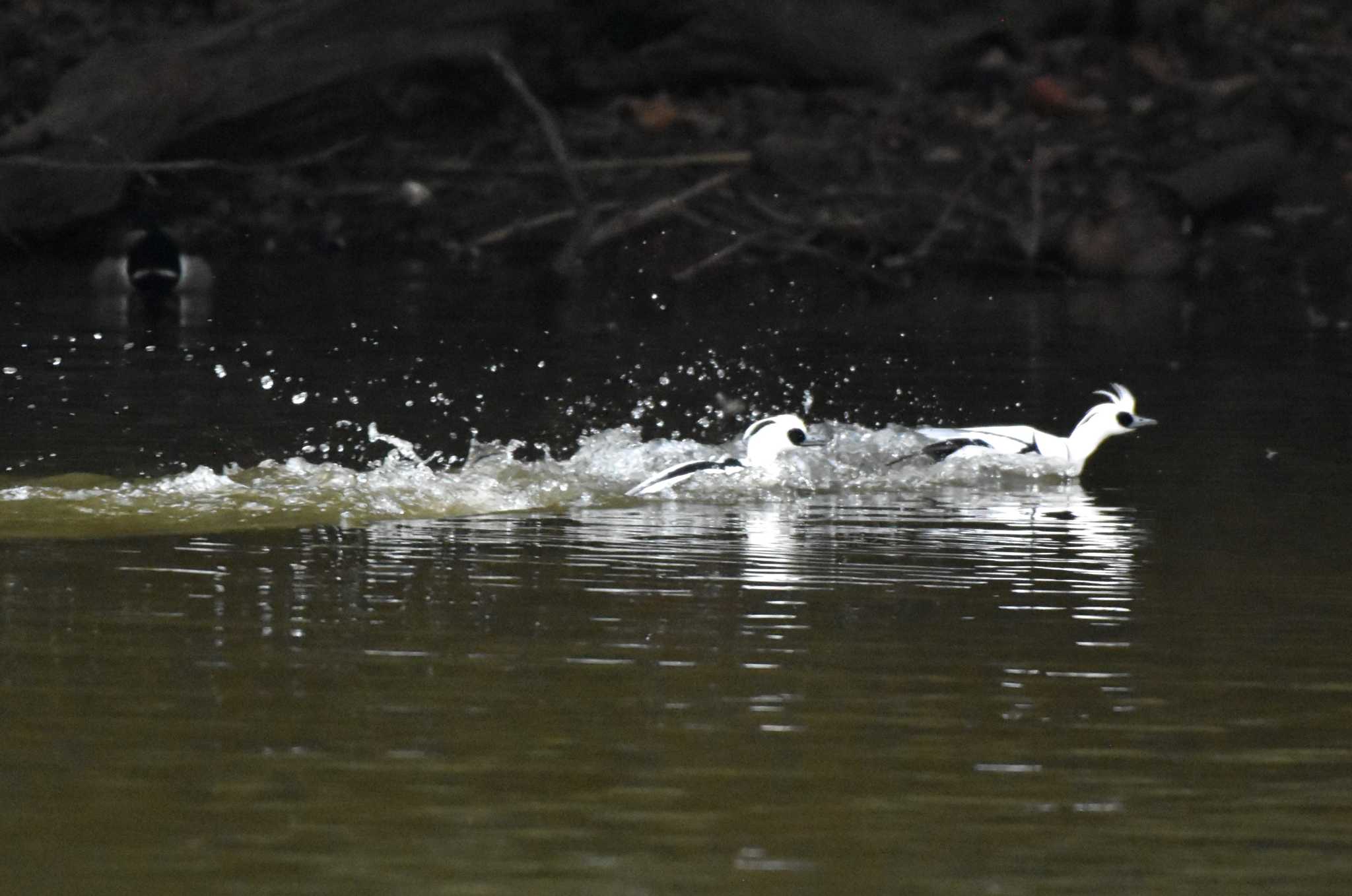 Smew