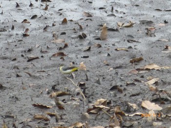 2024年1月2日(火) 徳生公園の野鳥観察記録