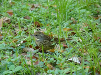 Sun, 12/3/2023 Birding report at じゅん菜池緑地(蓴菜池緑地)