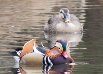 オシドリ 見沼自然公園 2024年2月4日(日)