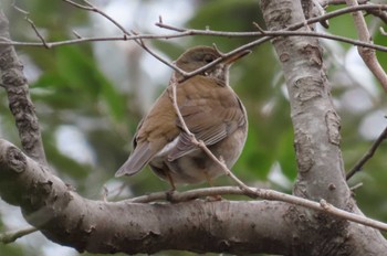 Sun, 2/4/2024 Birding report at Kitamoto Nature Observation Park