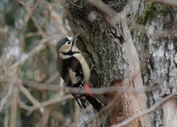 Great Spotted Woodpecker 見沼自然公園 Sun, 2/4/2024