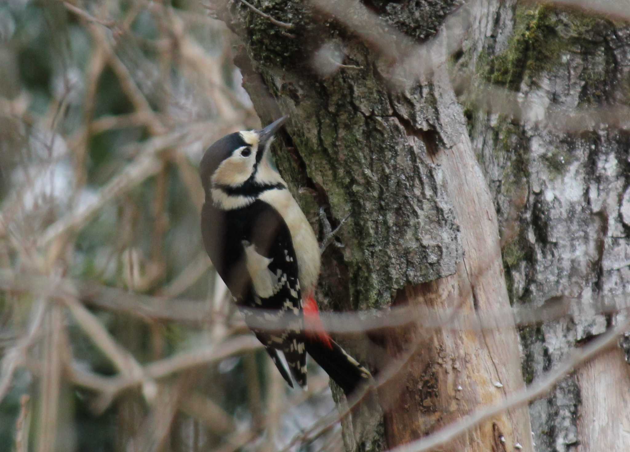 Photo of Great Spotted Woodpecker at 見沼自然公園 by もねこま