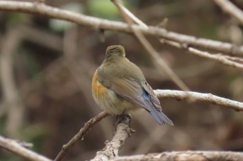 ルリビタキ 北本自然観察公園 2024年2月4日(日)