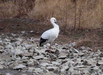 コウノトリ 昆陽池公園 2024年2月4日(日)