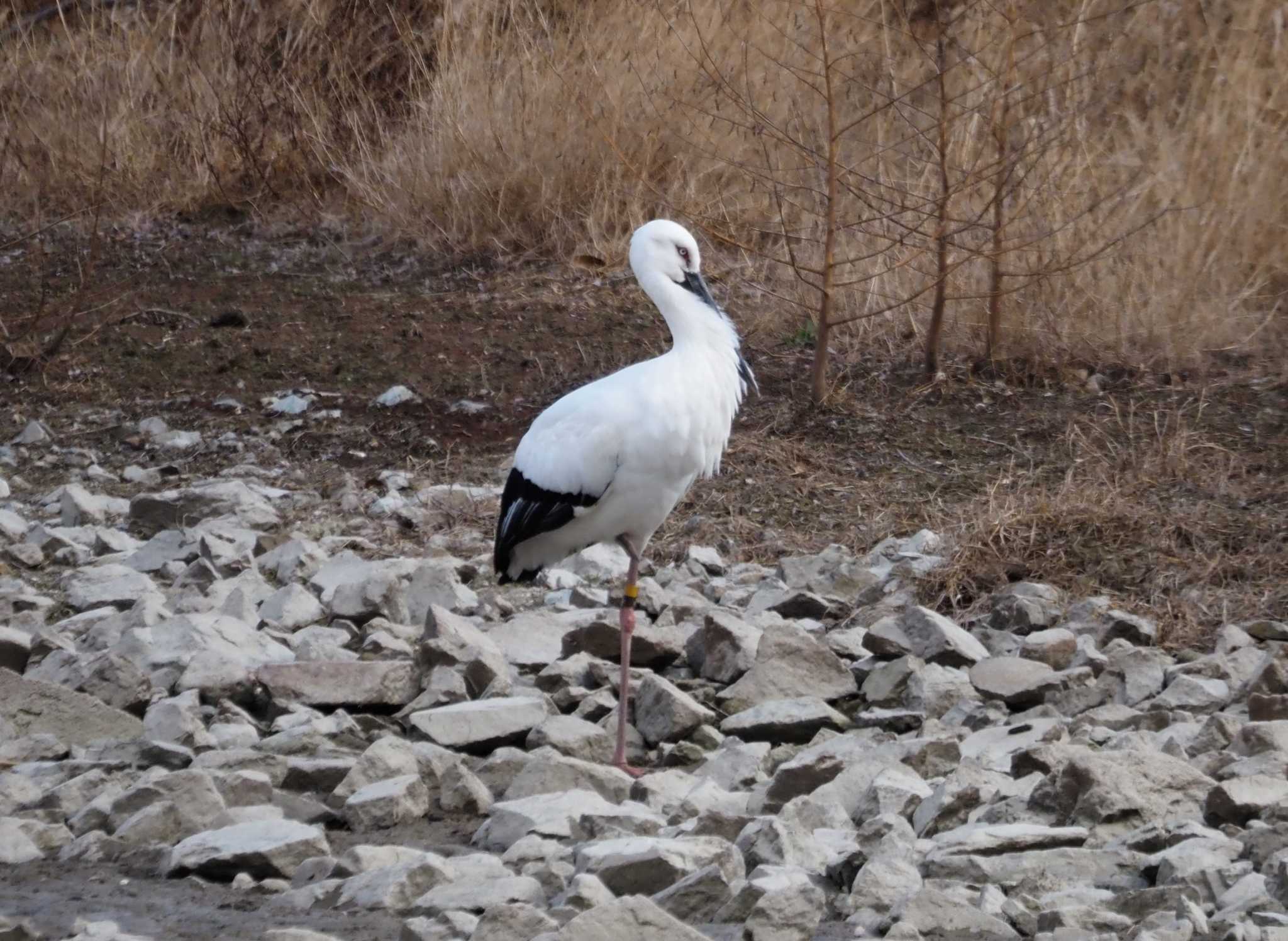 昆陽池公園 コウノトリの写真 by マル