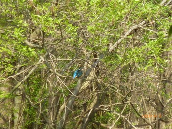 Wed, 4/5/2023 Birding report at こんぶくろ池自然博物公園 