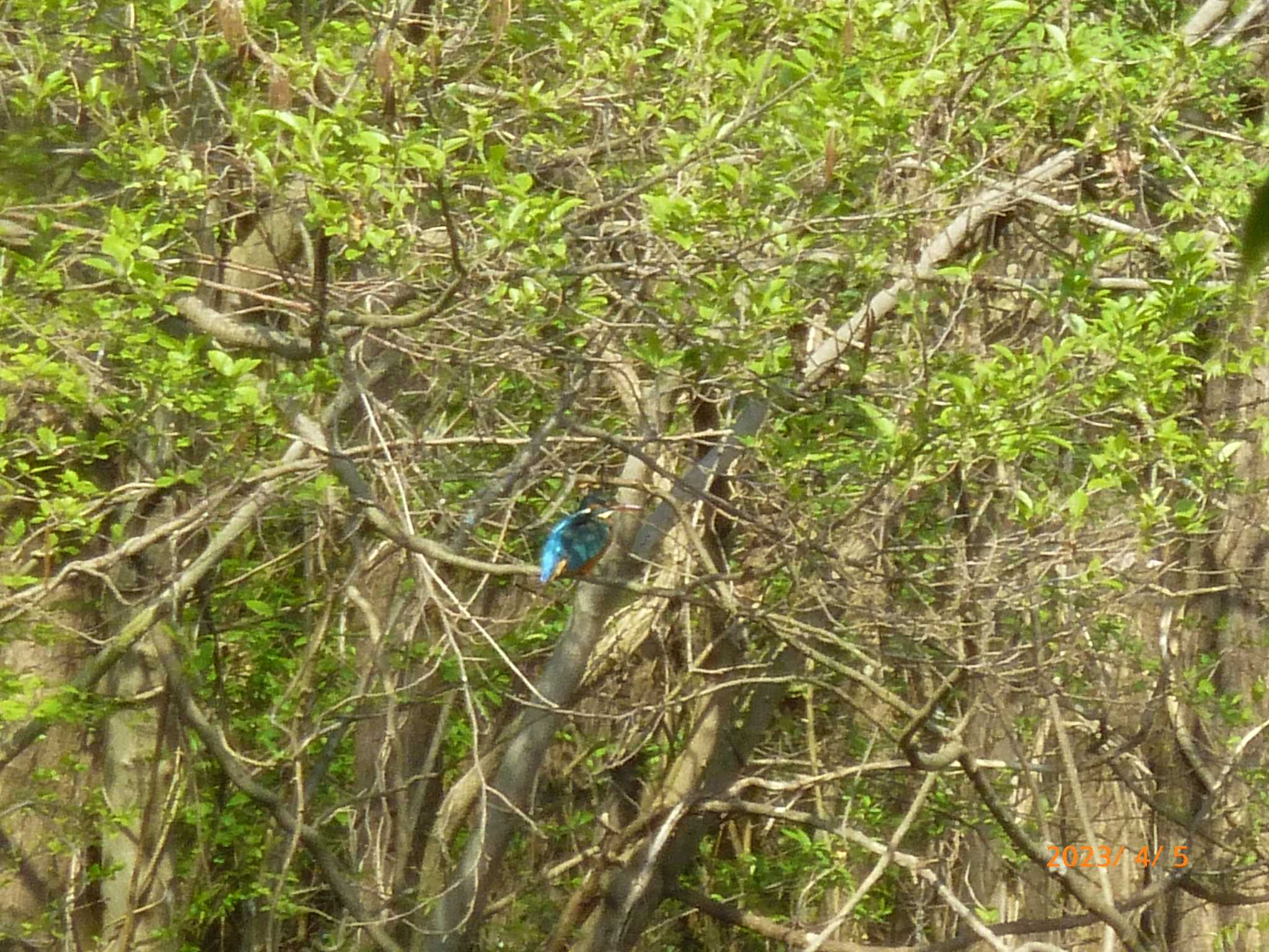 Common Kingfisher