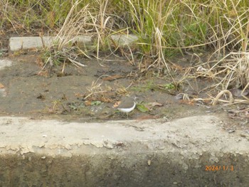 2024年1月3日(水) 国分川(市川市)の野鳥観察記録