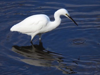 Little Egret 京都・高野川 Sun, 2/4/2024