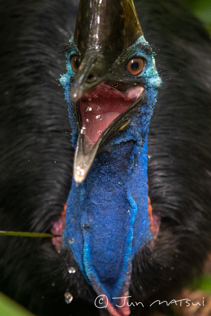 Photo of Southern Cassowary at オーストラリア・ケアンズ周辺 by Jun Matsui