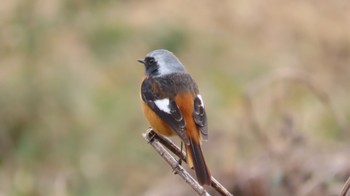 Daurian Redstart Unknown Spots Sun, 2/4/2024