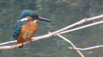 Common Kingfisher Unknown Spots Sun, 2/4/2024