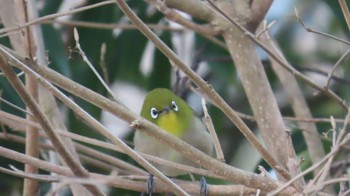 Warbling White-eye Unknown Spots Sun, 2/4/2024