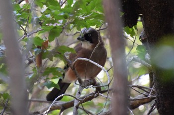 Eurasian Jay 牧野ヶ池緑地 Sun, 2/4/2024