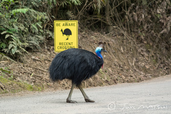 Southern Cassowary オーストラリア・ケアンズ周辺 Unknown Date