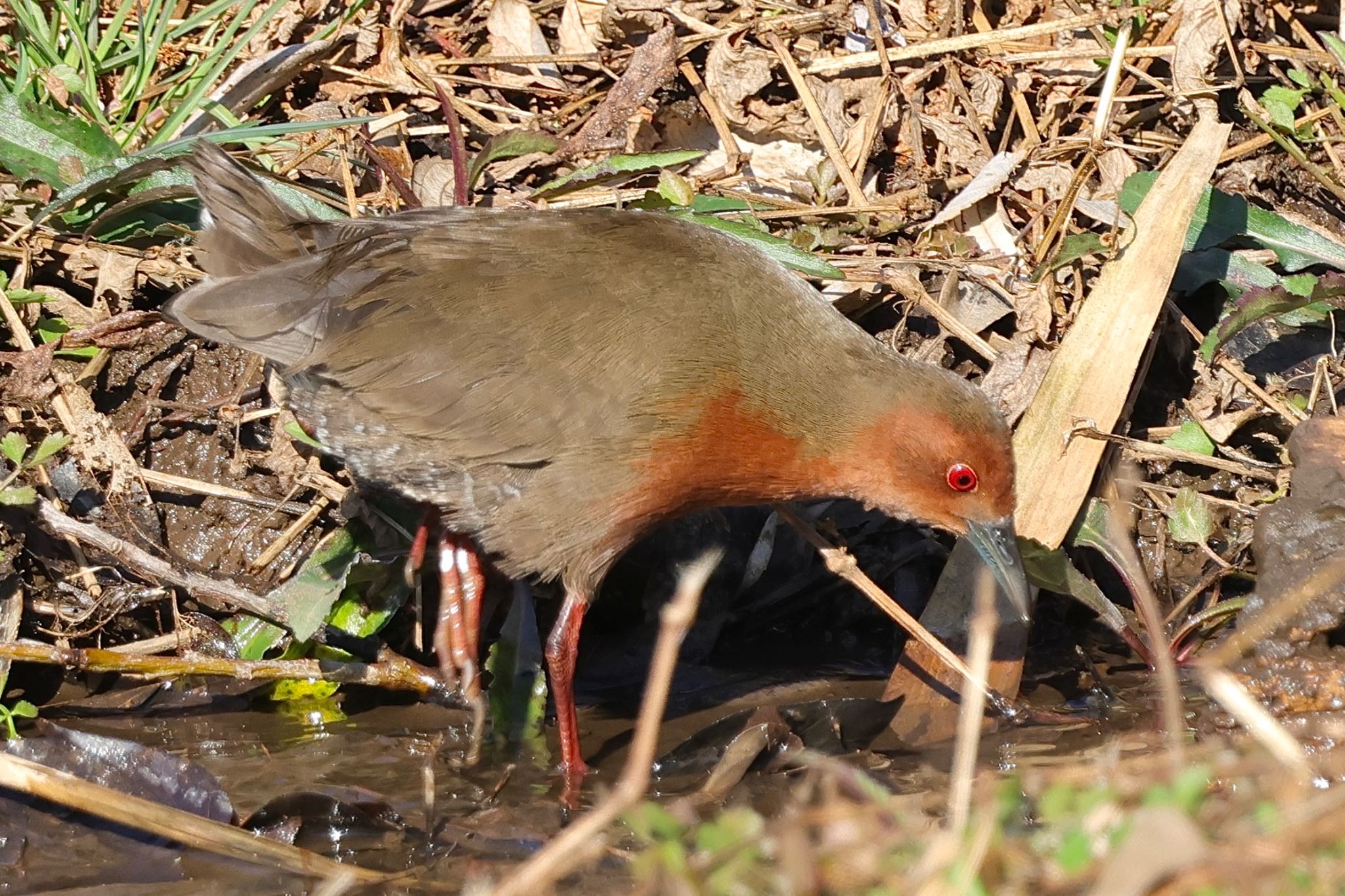 Ruddy-breasted Crake