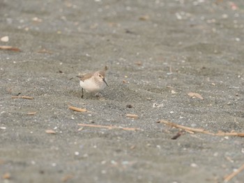 Dunlin 辻堂海岸 Sat, 2/3/2024