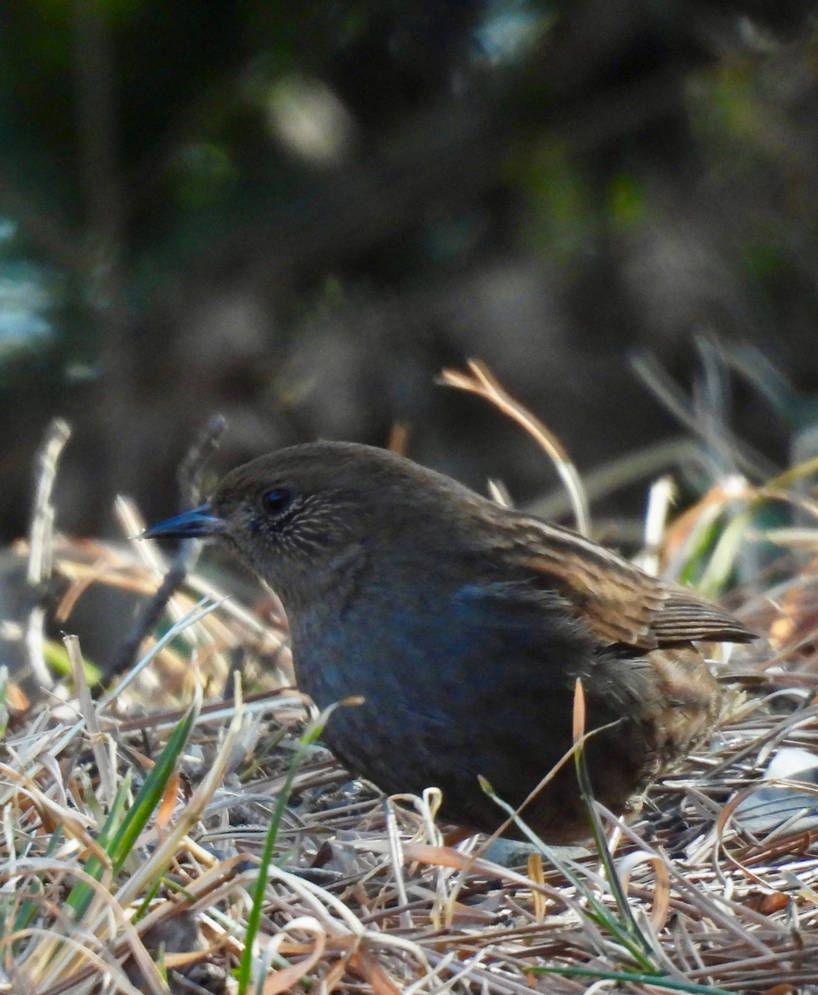 Japanese Accentor