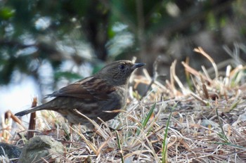 Japanese Accentor 月見の森(岐阜県) Sat, 2/3/2024