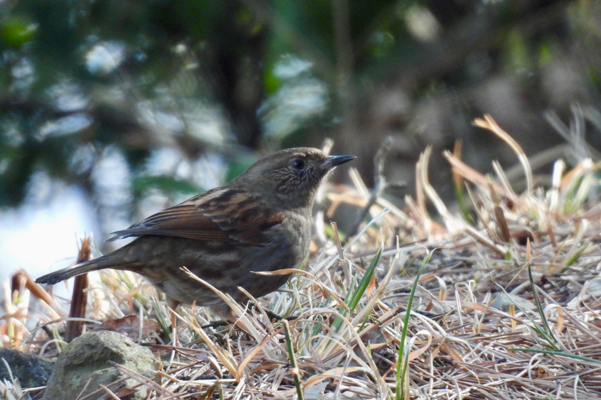 Japanese Accentor