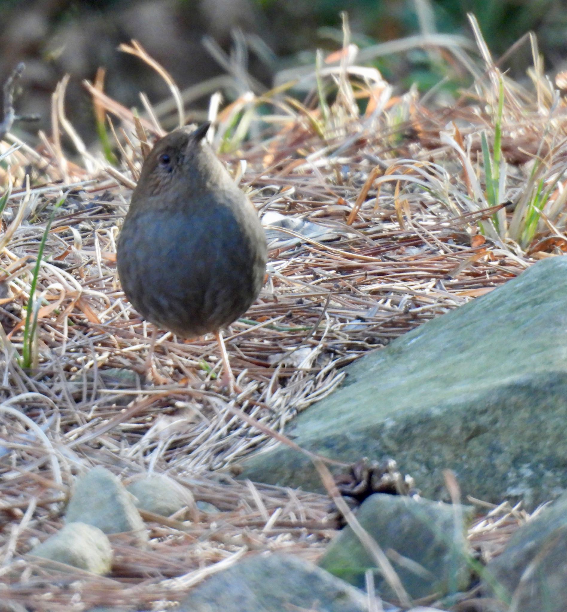 Japanese Accentor