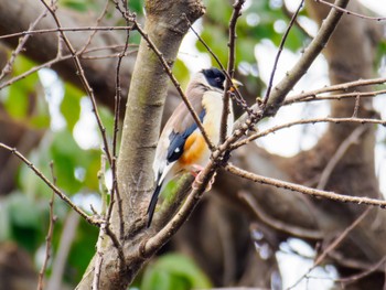 Chinese Grosbeak 江津湖 Sun, 1/28/2024