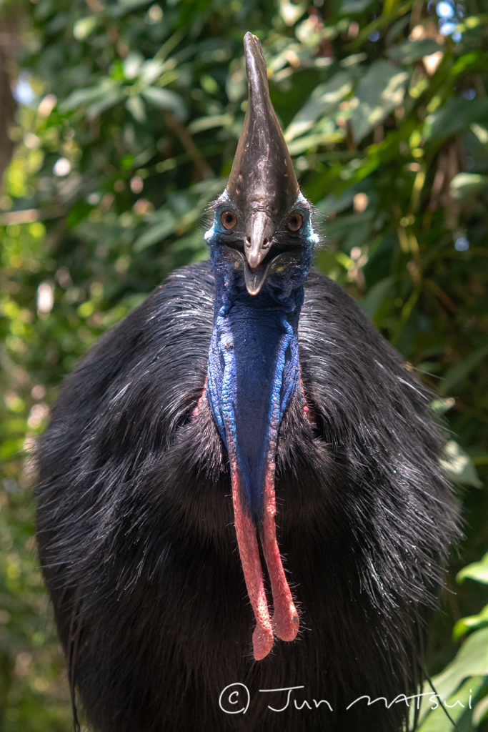 Photo of Southern Cassowary at Cassowary House (Cairns) by Jun Matsui