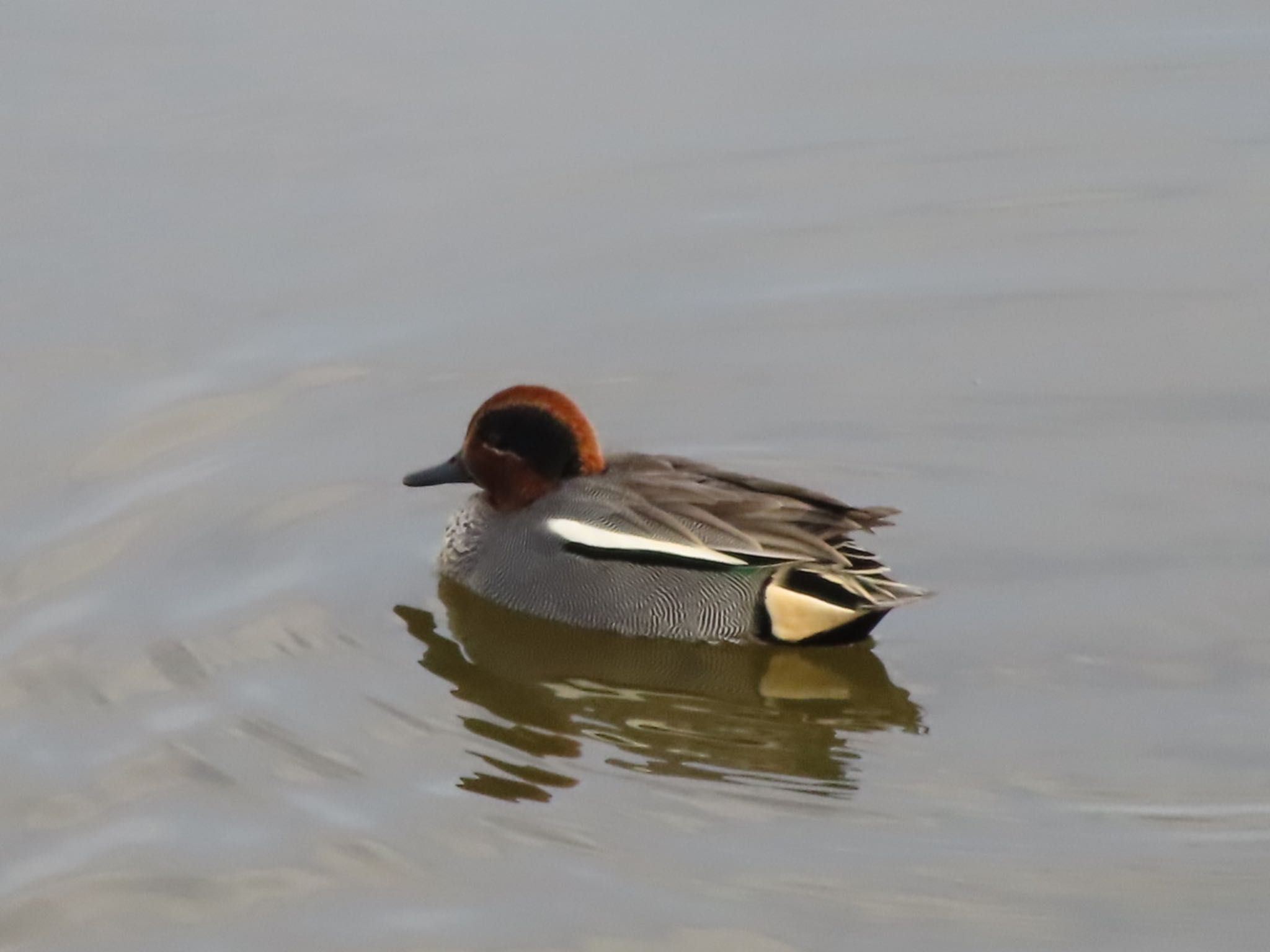 Photo of Eurasian Teal at 波志江沼環境ふれあい公園 by アカウント12456